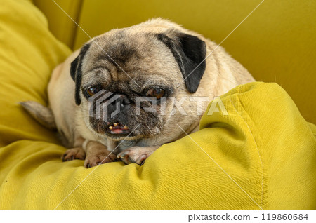 Cute old pug lies and sleeps 119860684