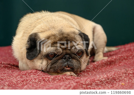 Pug lies on a couch Pug lies on a couch 119860698