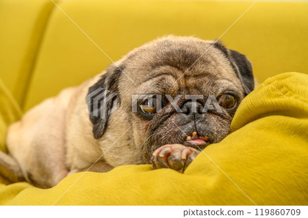 The pug is waiting for a treat. 119860709