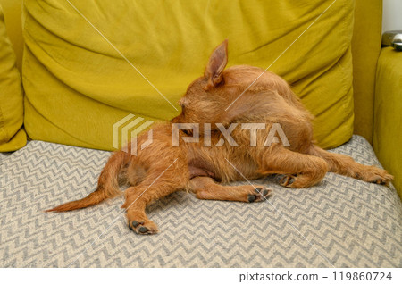 Red dog itches on the sofa Red dog itches on the sofa 119860724