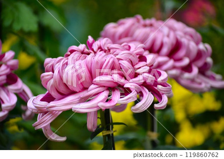 Large chrysanthemum (classical chrysanthemum) thick 119860762