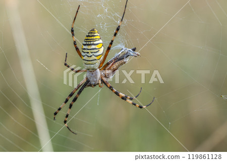 捕食蚱蜢的長尾蜘蛛 119861128