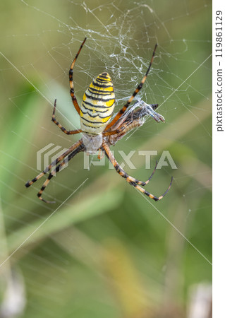 捕食蚱蜢的長尾蜘蛛 119861129