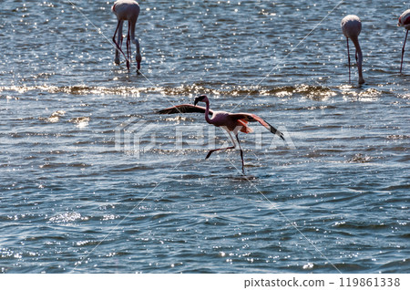 Flamingos near Walvis Bay Flamingos near Walvis Bay 119861338