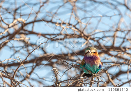 Lilac Breasted Roller sitting on a tree branch 119861340