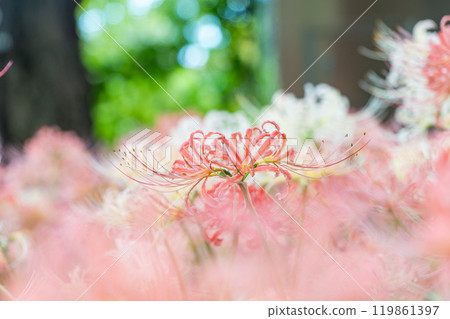 A cluster amaryllis A cluster amaryllis 119861397