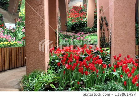 鬱金香 礪波 鬱金香公園 富山縣 礪波市 119861457