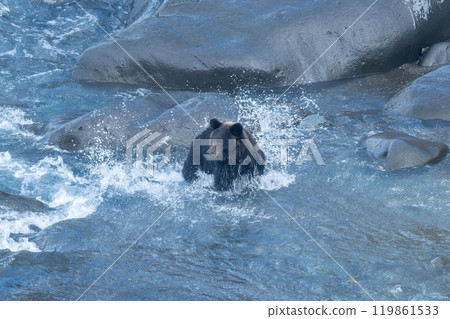 A brown bear desperately catching salmon at the mouth of a river A brown bear desperately catching salmon at the mouth of a river 119861533