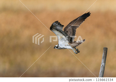 Osprey jumping out scene Osprey jumping out scene 119861534