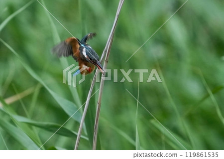 A young kingfisher dives for food A young kingfisher dives for food 119861535