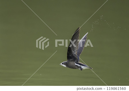 A blue-tailed swift flies at high speed over the water surface 119861560