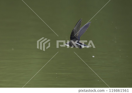 A blue-tailed swift flies at high speed over the water surface 119861561