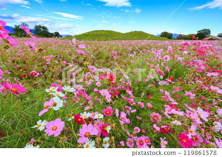 Cosmos field and blue sky 1 Cosmos field and blue sky 1 119861578