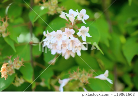 Flower of Shoki Ugi 119861608