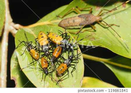 Larva population of the bean bug 119861841