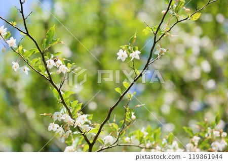 清爽的Egonoki花 119861944