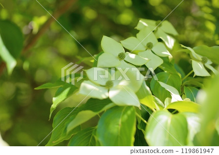 清爽的山燈花 119861947