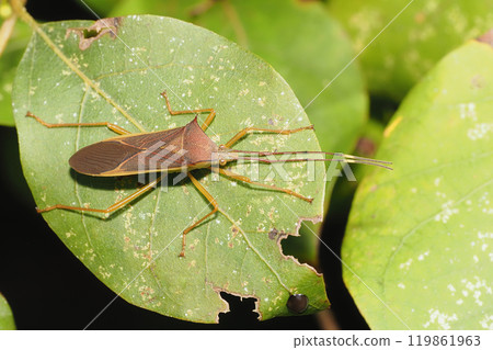 Minamida-cho heli bamboo Minamida-cho heli bamboo 119861963