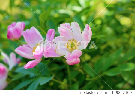 可愛的牡丹花 119862160