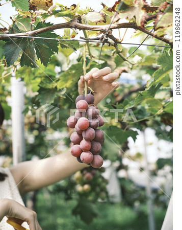 Woman picking grapes Woman picking grapes 119862248