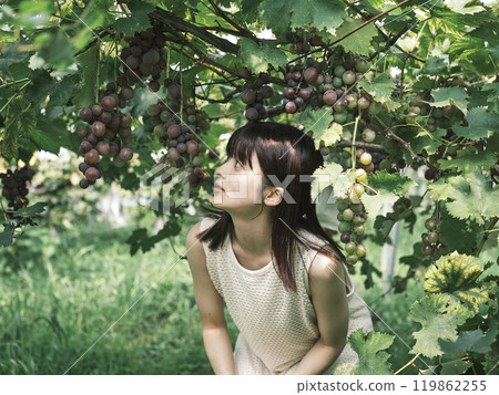 Woman picking grapes 119862255