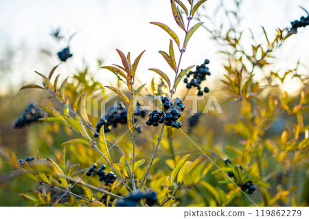A beautiful close-up of black berries on a bush, bathed in the warm glow of the setting sun. The image captures the vibrant colors of autumn and the delicate beauty of nature.  119862279