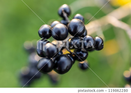 A beautiful close-up of black berries on a bush, bathed in the warm glow of the setting sun. The image captures the vibrant colors of autumn and the delicate beauty of nature.  119862280