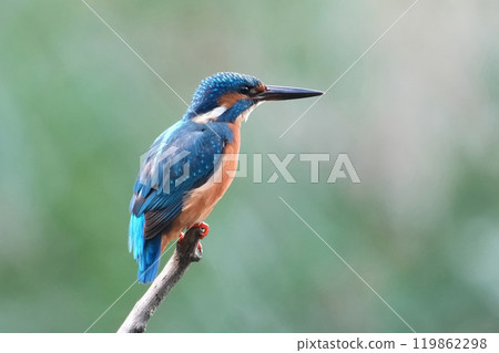 一隻不知從哪兒冒出來停在我面前的可愛美麗的翠鳥 一隻不知從哪兒冒出來停在我面前的可愛美麗的翠鳥 119862298