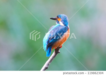 A cute and beautiful kingfisher that came out of nowhere and stopped in front of me A cute and beautiful kingfisher that came out of nowhere and stopped in front of me 119862304