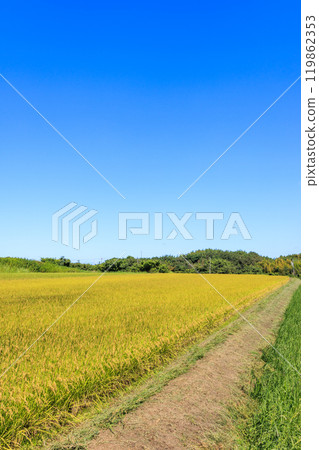 Autumn rural scenery, Tokoname City, Aichi Prefecture Autumn rural scenery, Tokoname City, Aichi Prefecture 119862353