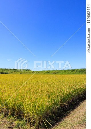 Autumn rural scenery, Tokoname City, Aichi Prefecture 119862354