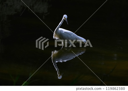 Heron 119862380