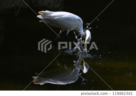 Heron Heron 119862381