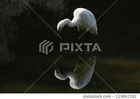 Heron Heron 119862382