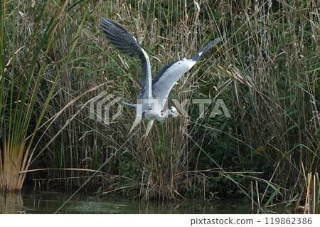 蒼鷺 119862386