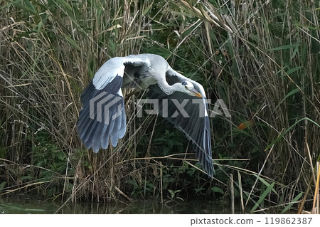 Heron 119862387