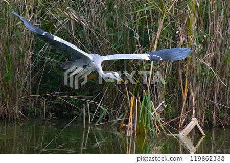 蒼鷺 119862388