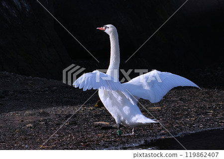 A swan resting its wings on the surface of the water after migration A swan resting its wings on the surface of the water after migration 119862407