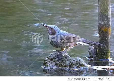 Brown-eared bulbulous on branches of trees Brown-eared bulbulous on branches of trees 119862430