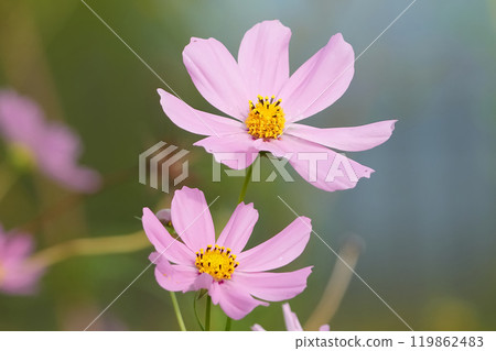 Pretty flowers blooming in the field Pretty flowers blooming in the field 119862483