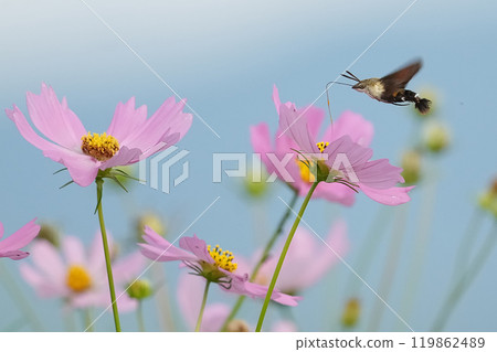美麗的鮮花盛開在領域 美麗的鮮花盛開在領域 119862489