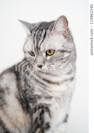 A cat staring at something 119862590