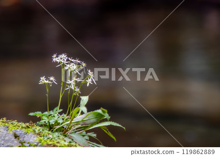 長崎岩瀨戶谷的大文字草 03 119862889