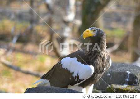 Eagle in Tama Animal Park 119863127