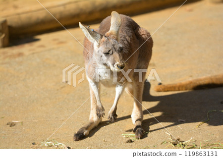 袋鼠在多摩動物園 袋鼠在多摩動物園 119863131