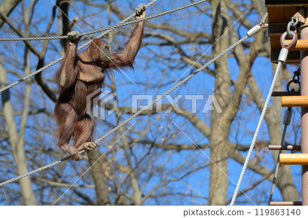 多摩動物園的猩猩 119863140