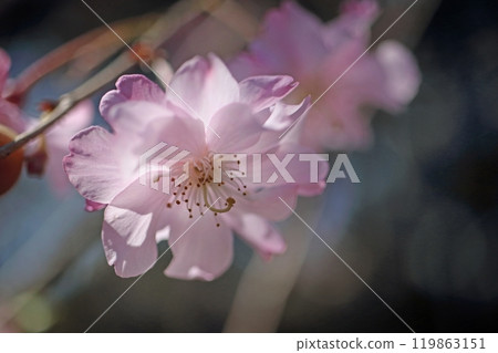 Yaebeni Shidarezakura 119863151