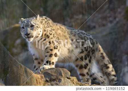 Snow leopard at Tama Animal Park Snow leopard at Tama Animal Park 119863152