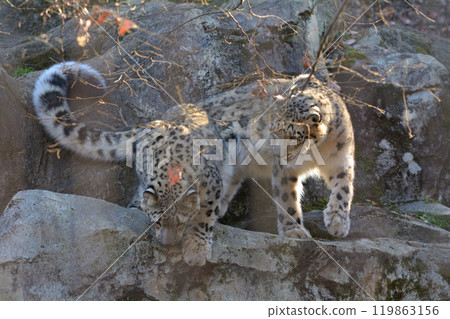在多摩動物公園的雪豹 119863156