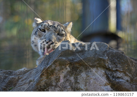Snow leopard at Tama Animal Park 119863157